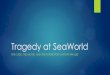 Tragedy at SeaWorld1991 – 2013 – Numerous incidents with killer whales at SeaWorld SeaWorld Case Facts/Timeline 1999 – Death of Daniel Dukes (Tilikum) 2009 – Death of Alexis