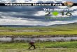 Yellowstone National Park · 2017-03-23 · Yellowstone National Park . Explore Yellowstone Safely Stay on boardwalks You must stay on boardwalks and designated trails around hydrother-mal