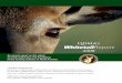 qdma’s WhitetailReport · The map contained data provided by state wildlife agencies from 1994 to 1999. The map has been extremely popular as it is a valuable reference to compare
