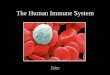 The Human Immune System...2015/08/21  · AIDS ~The Modern Plague~ - The HIV virus doesn’t kill you –it cripples your immune system - With your immune system shut down, common