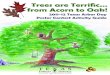 Trees are Terrific from Acorn to Oak!...Welcome Dear Teacher: You are invited to participate in the 2011-12 Texas Arbor Day Poster Contest, sponsored by Texas Forest Service. This