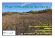 WILD HARVESTING OF NATIVE SEED - pcap-sk.org€¦ · WILD HARVESTING OF NATIVE SEED Renny W. Grilz, P.Ag. Blazing Star Wildﬂower Seed Company Aberdeen, SK ﬂowers.com