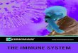 THE IMMUNE SYSTEM - kirkmangroup.com...immune systems usually display a Th1 to Th2 cell shift, which causes an increase in food and environmental allergies. Why the Immune System Works