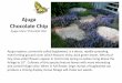 Ajuga Chocolate Chip - Lone Star Daylily Society...Ajuga Chocolate Chip Ajuga retans ‘hocolate hip’ Ajuga reptans, commonly called bugleweed, is a dense, rapidly spreading, mat-forming