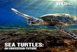 SEA TURTLES - LegCo€¦ · SEA TURTLES 03 EXECUTIVE SUMMARY Around the world, sea turtles are revered for their beauty and celebrated as one of Earth’s oldest creatures: The seven