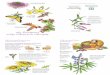 Gardening Tips Pollinator and Native Plantnancyseiler.com/.../2016/01/Gardening-Tips_FINAL.pdf · Pollinator and Native Plant Gardening Tips Rufous Hummingbird and orange honeysuckle