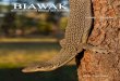 BIAWAK - Varanidae.orgvaranidae.org/7_1.pdfLeg Brace for an Arthritic ... Meeting of the “AG Warane ... also showed slides of various Varanus tristis, V. scalaris and V. acanthurus