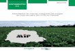 Resultados do manejo integrado de pragas da soja na safra …€¦ · ra da soja no Brasil na safra 2017/18, o Paraná implantou mais de 5,46 Mha. Embora a área cultivada tenha sido