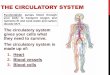 THE CIRCULATORY SYSTEM - msmurraybiology.weebly.com · THE CIRCULATORY SYSTEM The circulatory system gives your cells what they need to survive. The circulatory system is made up