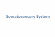 Somatosensory Systemapps.usd.edu/coglab/schieber/psyc707/pdf/Somatosensory2020.pdf · Somatosensory System. The Integument (aka “Skin”) •Giant, washable, stretchable, water-proof