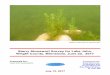 Starry Stonewort Survey for Lake John, Wright County, Minnesota, …lakejohnassociation.com/wp-content/uploads/2017/07/Lake... · 2017-07-21 · Starry Stonewort Survey for Lake John,
