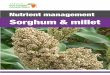 Nutrient management Sorghum & millet - · PDF file 2017-03-09 · Sorghum and millet nutrient management Both sorghum and millet do better in poor soils than maize. Even without fertilizer