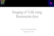 Imaging of Cells using fluorescents dyes€¦ · Inverted Microscope Eclipse TS100 High luminescent white LED illuminator (Eco-illumination) 6V30W halogen lamp T1-FM Epi-fluorescence