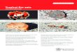 Tropical fire ants - Department of Agriculture and Fisheries · PDF file Tropical fire ants can form super colonies, displacing native ants, insects and animals and have the potential