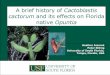A brief history of Cactoblastis cactorum and its effects ...bugwoodcloud.org/CDN/floridainvasives/CactoblastusMothHeatherJ… · References • Baker A.J., P. Stiling 2009. Comparing
