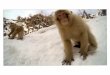 monkey - All at C · 2014-07-27 · Title: monkey Created Date: 7/27/2014 8:37:45 AM