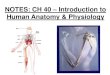 Introduction to Human Anatomy & Physiology€¦ · NOTES: CH 40 –Introduction to Human Anatomy & Physiology. THE HUMAN BODY Anatomy Physiology (= structures) (= functions or processes)