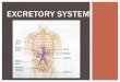 EXCRETORY SYSTEM - Ms. Sulik's Teacher page€¦ · EXCRETORY SYSTEM. Function: To eliminate waste To maintain water and salt balance To maintain blood pressure WHY DO WE NEED AN