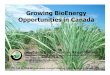 Growing BioEnergy Opportunities in Canada G… · Growing BioEnergy Opportunities in Canada Stephanie Bailey Stamler, Roger Samson Resource Efficient Agricultural Production (REAP)-Canada