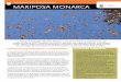 08 reserva de la biosfera 18 mariposa monarca · gar un maravilloso fenómeno de la naturaleza: la hibernación de las colonias de mariposas Monarca (Danaus plexippus) que cada año