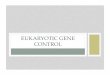 EUKARYOTIC GENE CONTROL - Mr. Steckle's SciencePagestecklescience.weebly.com/.../2/23227308/gene_expression_in_eukar… · GENE EXPRESSION • The control of gene expression takes