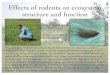 Effects of rodents on ecosystem structure and functioneeb.bio.utk.edu/wp-content/uploads/2013/01/Moorhead_exitseminar_… · Effects of rodents on ecosystem structure and function