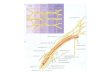 median nerve.ppt lectures/Anatomy/median nerve.pdf · toraU nerve Anterior osterior Trunks Boots (anterior rami) f Dorsal: scapularnerve- Suprqscapular nerve Superior subcla\/ius