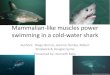 Mammalian-like muscles power swimming in a cold-water sharkpeople.uncw.edu/kinseys/courses/present2 kenneth shark muscle.pdf · Mammalian-like muscles power swimming in a cold-water