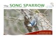 The SONG SPARROW - Bird Protection Quebecpqspb.org/newsletters/59-5.pdf · 2017-04-17 · report them to eBird – the online database of bird observations. eBird provides researchers