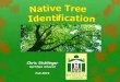 Native Tree Identification€¦ · Native Tree Identification Fall 2019 Tree # Common name Genus/Species ... National Wildlife Federation® Field Guide to Trees of North America