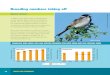 Breeding numbers taking off - The RSPBBreeding numbers taking off In addition to the total number of individual birds, we also measure species richness contributing to the FBI. This