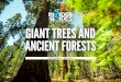 GIANT TREES AND ANCIENT FORESTS - Visit The …...ancient forests, follow the Pacific Crest National Scenic Trail to Lake Tahoe. Explore the lake activities, hike or bike the many