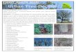 From the Missouri Department of Conservation Urban Tree ... Tree... · FOREST HEALTH ALERT Urban Tree Decline From the Missouri Department of Conservation Tree species affected: Deciduous