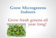 Grow Microgreens Indoors - Division of Extension · Microgreens are baby plants, that are highly nutritious and tasty, not to mention pretty! Research has shown that microgreens have