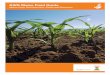 KWS Maize Field Guide - Aylsham Growers Renewables · 2013-05-14 · Tel: 07595 562943 Email: john.morgankws-uk.com 4 Hybrid Types Seed Production KWS Maize Field Guide Crop Development