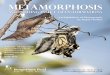 Rupert Soskin exhibition poster - Hengistbury Head · 2020-02-17 · Metamorphosis Astonishing Insect Transformations An Exhibition of Photography by Rupert Soskin 4 March - 24 May