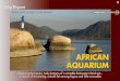 77 Trip Report - Anima Mundi Magazine · Cape Maclear in the Lake Malawi National Park. A World Heritage Site, it encompasses the Cape Maclear peninsula as well as the lake itself