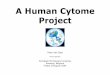 A Human Cytome Project - Van Osta · 2015-11-02 · Why do we need a Human Cytome Project ? C. elegans 19,000 genes 97 Mb Drosophila 13,601 genes 165 Mb Human 30,000 genes 3,2000