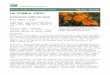 California poppy (Eschscholzia californica) Plant …€¦ · Web viewSuccessful natural area plantings depend on proper site preparation and the selection of adapted plant materials,
