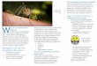 Are mosquitoborne diseases treatable?€¦ · Diseases of Minnesota VECTORBORNE DISEASES UNIT 651-201-5414 or 1-877-676-5414 3/2017 *images not to scale. Fun facts about mosquitoes!