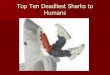 Top Ten Deadliest Sharks to Humans - Plainview...attacks. The average male Bull Shark is about 7 feet, and the average female grows to be about 11.5 feet. These sharks are also especially