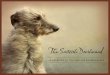 TheScottishDeerhound - Secret Haven Kennel · while your Deerhound puppy is the sweetest thing going, it is also: Destructive: Yes. Most Deerhound puppies are shredders and nesters