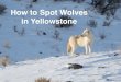 How to Find Wolves in Yellowstone · the Wolves Do It’s all about location, location, location. Wolves can be found almost anywhere in Yellowstone, but the big, open areas of the