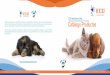 ECD Veterinaria Ltda. Catálogo Productos · 2020-05-03 · Equipo terapia láser de veterinario clase 1 ... Las fístulas anales Displasia de cadera Ligamentos cruzados La debilidad