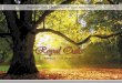 Royal Oaks A Broch · Royal Oaks ENFIELD - CO. MEATH Buying your dream home may seem like the end of the story but in Royal Oaks, it’s only the beginning. As a great oak tree grows