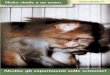 Abolite gli esperimenti sulle scimmie! · PDF file Ma alla fin fine solo una cavia. Le scimmie conducono un’importante vita sociale e possie-dono complesse capacità intellettuali