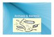 Archaea & Bacteria · Bacteria Characteristics & Examples Bacteria Found most everywhere and perform a variety of tasks. Examples Escherichia coli Staphylococcus Archaea Lives in