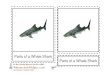 Parts of a Whale Shark - Montessori Helpermontessorihelper.com/PartsofAWhaleSharkAge6to9.pdf · 2019-01-20 · Parts of a Whale Shark Parts of a Whale Shark The whale shark is targeted