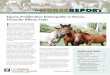 Equine Proliferative Enteropathy in Horses Primarily ... · Primarily Affects Foals —Continued on page 3 E quine proliferative enteropathy (EPE) is an emerging intestinal disease