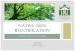 Native Tree Identification - e7q2n8d2.stackpathcdn.com€¦ · NATIVE TREE IDENTIFICATION Instructor: Tracy Cook Assistant Curator . INTRODUCTION ... Learn what to look for, and the
